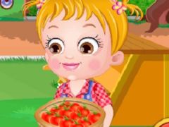 Baby Hazel Tomato Farming